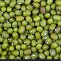 گندم و ماشک تمیر و عالی|خدمات باغبانی و درختکاری|چرام, |دیوار