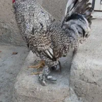 مرغ و خروس زینتی همراه با تخفیف