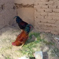 خروس|حیوانات مزرعه|محلات, |دیوار