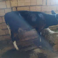 فروش یک راس گوساله