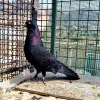کبوتر اصفهانی پر شجره دار|پرنده|اصفهان, کشاورزی|دیوار
