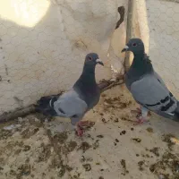 جفت کبوتر سبز دوخط فروشی|پرنده|بیرجند, |دیوار