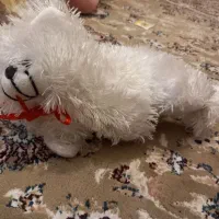 عروسک|اسباب‌بازی بچه|سقز, |دیوار