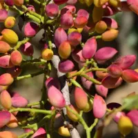 نهال پسته اکبری|گل و گیاه طبیعی|تاکستان, |دیوار