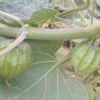 فیسالیس طلایی