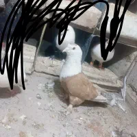 جفت مخمل با طوسی موشی عطیقه