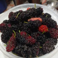 توت قرمز  اهرم