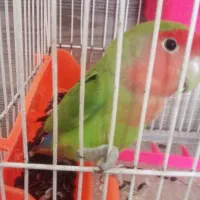 طوطی برزیلی صورت هلویی|پرنده|مهدی شهر, |دیوار