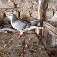 کفتر سینه دمپاک|پرنده|اصفهان, تیران|دیوار