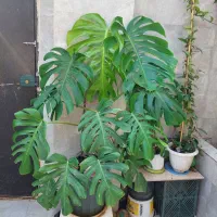 برگ انجیری برگ درشت|گل و گیاه طبیعی|رشت, تازه آباد|دیوار