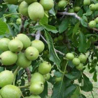 حرص کردن باغچه و  درخت انگور