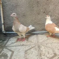 یه جفت ساده به شرط همه چی.