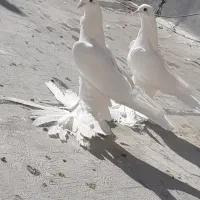 کفتر|پرنده|تبریز, |دیوار