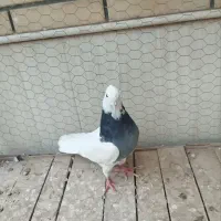 کفتر|پرنده|اردکان, |دیوار