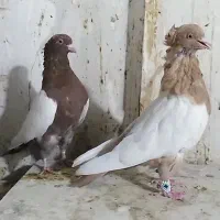 کبوتر رنگی سینه سیاه زرد سرخ قهوه ی سرور آبی سوسنی|پرنده|اصفهان, لاله|دیوار