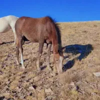 ک ر ه ترکمن|اسب و تجهیزات اسب‌سواری|بجنورد, |دیوار