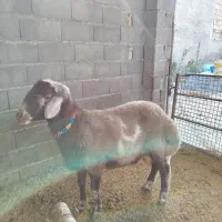 نر تخمی|حیوانات مزرعه|سرخنکلاته, |دیوار