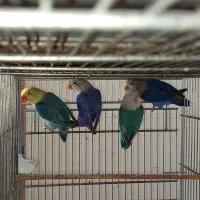 طوطی کوتوله برزیلی