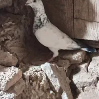 4عدد|پرنده|عطاملک, |دیوار