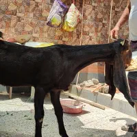 بزماده پاکستانی