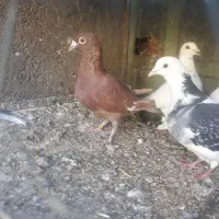 پلاکی|پرنده|خرم‌آباد, |دیوار