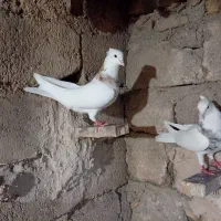 کبوتر