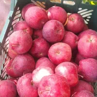 نهال سیب قرمز|خدمات باغبانی و درختکاری|دهگلان, |دیوار