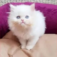 گربه|گربه|تهران, اکباتان|دیوار