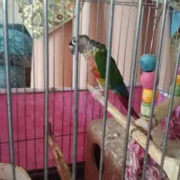 طوطی گرینجیک هفت رنگ سخنگو معاوضه با ژرمن