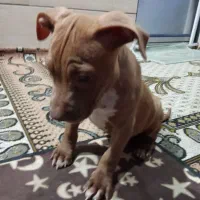 پیت بول  امریکن بولی|سگ|رشت, حمیدیان|دیوار