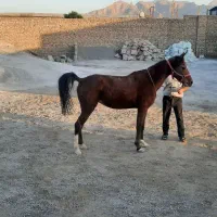 فروش،مادیان ۳/۵ساله دره شوری