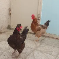 مرغ و اردک.موقعیت جغتای