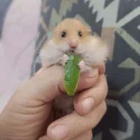 همتربالغ و یکماه سالم نه از اونها که دوروزه میمیرن