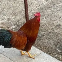 خروس خوش آواز و درشت