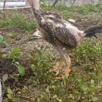 اوشامو خروس