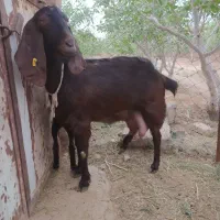 بز پاکستانی پر شیر وسنگین وزن