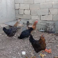 مرغ