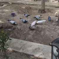 کبوتر چند عدد یکجا