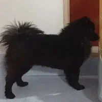 هاپو پامرین نر