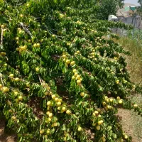 باغ گردو|فروش زمین و ملک کلنگی|شازند, |دیوار