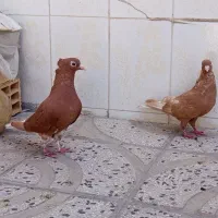 کبوتر دم سفید