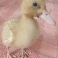 یک عدد جوجه اردک معاوضه با گل و گلدان