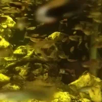 1100عدد ماهی گوپی|ماهی|شیراز, پودنک|دیوار