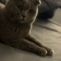 گربه نر اسکاتیش بلو