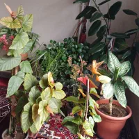 گل آپارتمانی