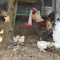تخم‌ برهما امپراتور