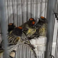 پنچ عدد  سهره گلبسر نر عطیقه یک ماه قفس