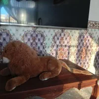 شیر سالم|اسباب‌بازی بچه|کرمانشاه, |دیوار