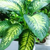 با گلهای زیبا طراوت را به خانه خود هدیه کن