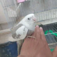 ۸ عدد عروس هلندی